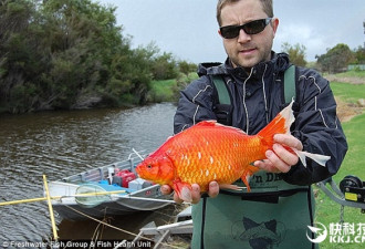 澳大利亚金鱼扔进河流：体重疯长到2公斤