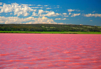 俄罗斯湖泊少女心满满 每年八月变粉色