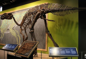 內蒙挖出白垩纪鸭嘴龙化石 身长8尺保存率80%