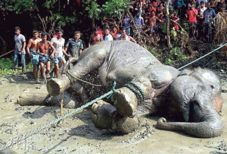 印度大象被洪水冲出国 漂1000公里孟加拉获救