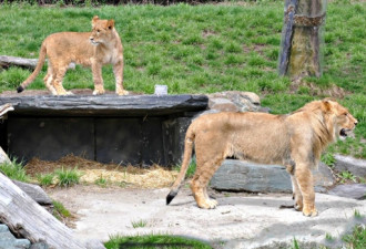 加拿大动物园曝狮子咬人事件 又是背后偷袭