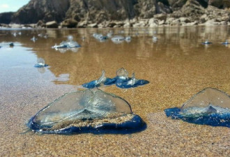 英国海岸密布蓝色水母 宛如外星生物入侵