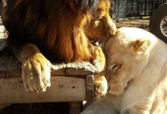 两只受虐狮子获救后“一见钟情” 治愈彼此身心