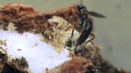 寄生蜂将蜘蛛缝在蛛丝之内：灵活似缝纫机