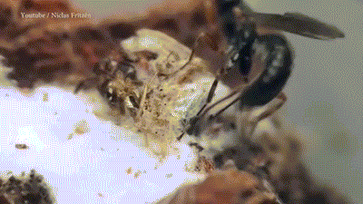 寄生蜂将蜘蛛缝在蛛丝之内：灵活似缝纫机
