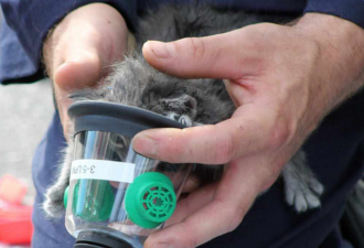 “再小的生命都要救” 加国消防员火场救三小猫