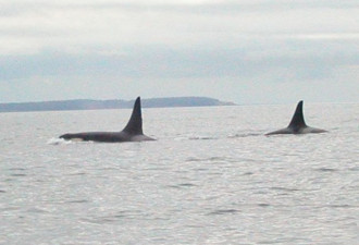 今年首半年温哥华游客增12% 带旺赏鲸业
