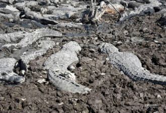 巴拉圭干旱致百条鳄鱼丧生 惨变秃鹫腹中餐
