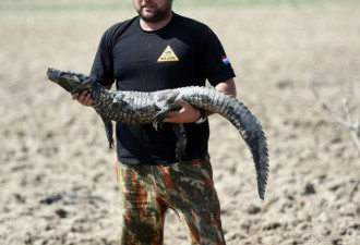 巴拉圭干旱致百条鳄鱼丧生 惨变秃鹫腹中餐