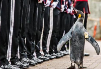 一只企鹅被擢升为挪威准将 佩戴勋章检阅部队