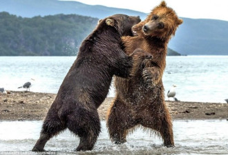 游客抓拍两熊激烈对打 战斗民族的熊果然厉害