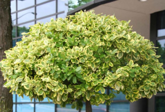 养花种草系列43：怎么做一株单主杆树