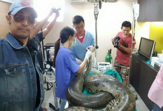 泰国医院为巨蟒做手术 成功切除2斤心脏肿瘤
