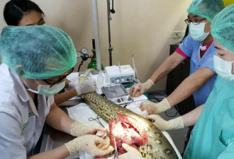 泰国医院为巨蟒做手术 成功切除2斤心脏肿瘤