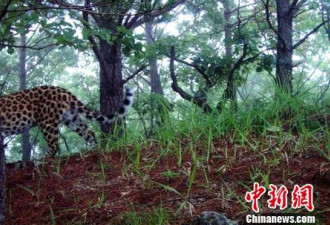 黑龙江拍到新东北豹活动图像 全球不超过70只