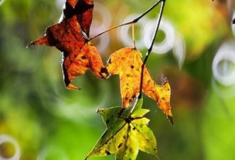 用镜头，记录红叶之美——秋季枫叶摄影指南