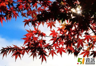 用镜头，记录红叶之美——秋季枫叶摄影指南
