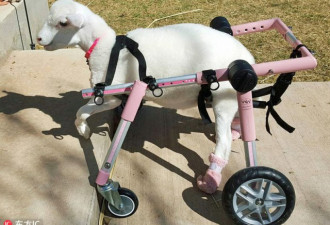 残疾动物千奇百怪的假肢生活：重获新生