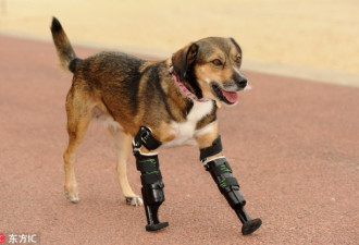 残疾动物千奇百怪的假肢生活：重获新生