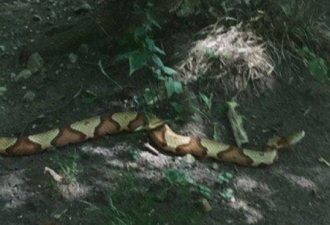 多伦多东面保护区发现大毒蛇