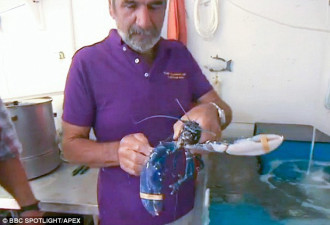 英国捕获罕见蓝色螯龙虾:两百万分之一出现概率