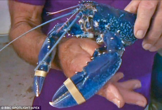 英国捕获罕见蓝色螯龙虾:两百万分之一出现概率