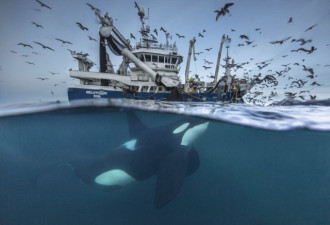 2016野生动物摄影大赛:渔船下伺机而动的虎鲸