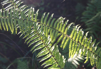 养花种草系列39：羊齿植物Ferns (蕨类)