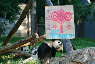 杭州G20峰会在即 拯救中美关系靠“熊猫”？