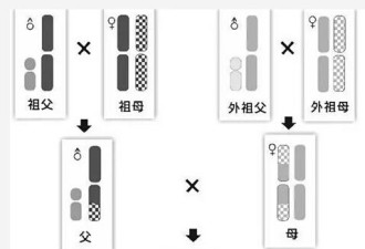 白银案告破 解密立头功的“Y-STR检测技术”