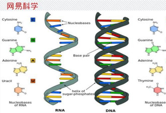 白银案告破 解密立头功的“Y-STR检测技术”