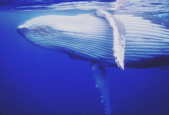 澳大利亚小哥潜水自拍 却被淘气鲸鱼抢镜