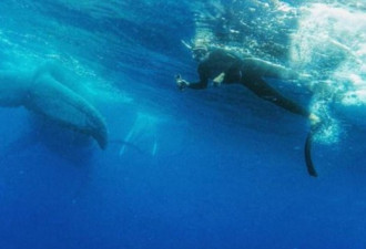 澳大利亚小哥潜水自拍 却被淘气鲸鱼抢镜