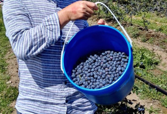 温哥华富裕华人为什么做采蓝莓的季节工