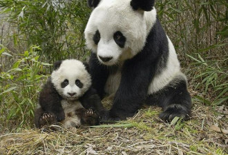 大熊猫由濒危级物种降为易危级:降级只是误解