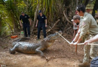 澳洲:4米长巨型盐水鳄偷猎奶牛被警方“逮捕”