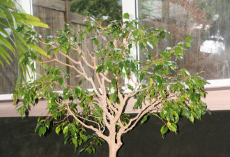 养花种草系列44：最受欢迎的盆栽榕树