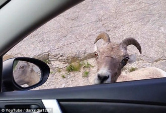 免费“洗车”！山羊舔舐过路车身吃土保健