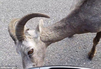 免费“洗车”！山羊舔舐过路车身吃土保健