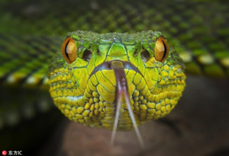 冷血动物的妖艳魅惑!印尼摄影师微距拍彩色毒蛇
