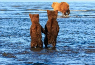 好有爱！阿拉斯加两小熊手拉手等妈妈捕鱼归来