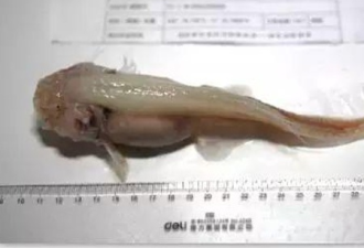 中国首次万米深渊科考 捞出怪鱼