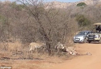 心碎的母亲：雌长颈鹿阻止狮子取食幼崽尸体