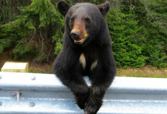 加拿大BC省：人与熊相遇的事件大增