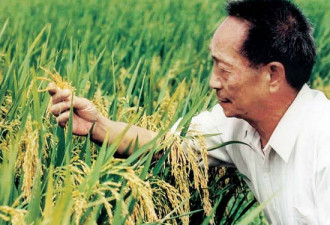 袁隆平的这项丰产工程,10年增产60亿公斤稻谷