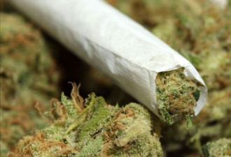 加拿大允许私人在家种植大麻 几点一定要注意!