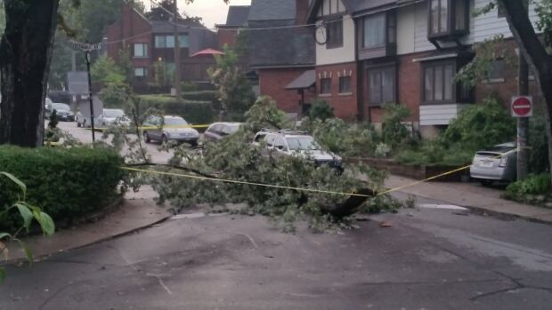 Downed tree