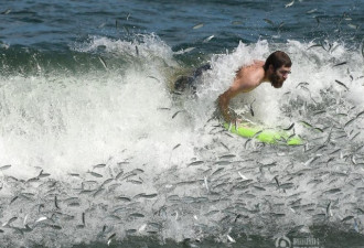 男子冲浪遇鱼群迁徙 身陷&quot;鱼群漩涡&quot;场面搞笑