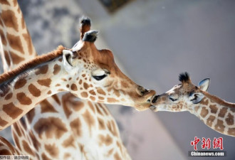 法国12岁长颈鹿诞下“宝宝” 垂眼吻子母爱浓