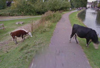 动物也有隐私?谷歌街景给牛脸打上“马赛克”